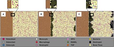 Modeling Early Stages of Bone and Joint Infections Dynamics in Humans: A Multi-Agent, Multi-System Based Model